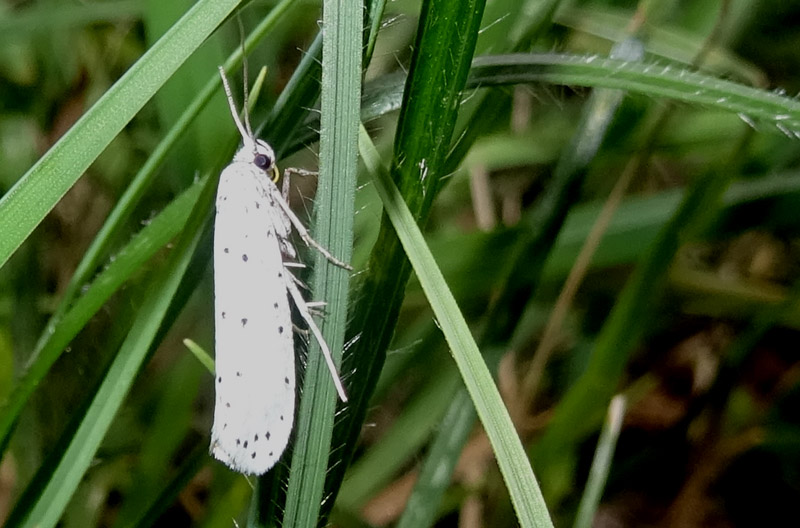 Yponomeuta sp.